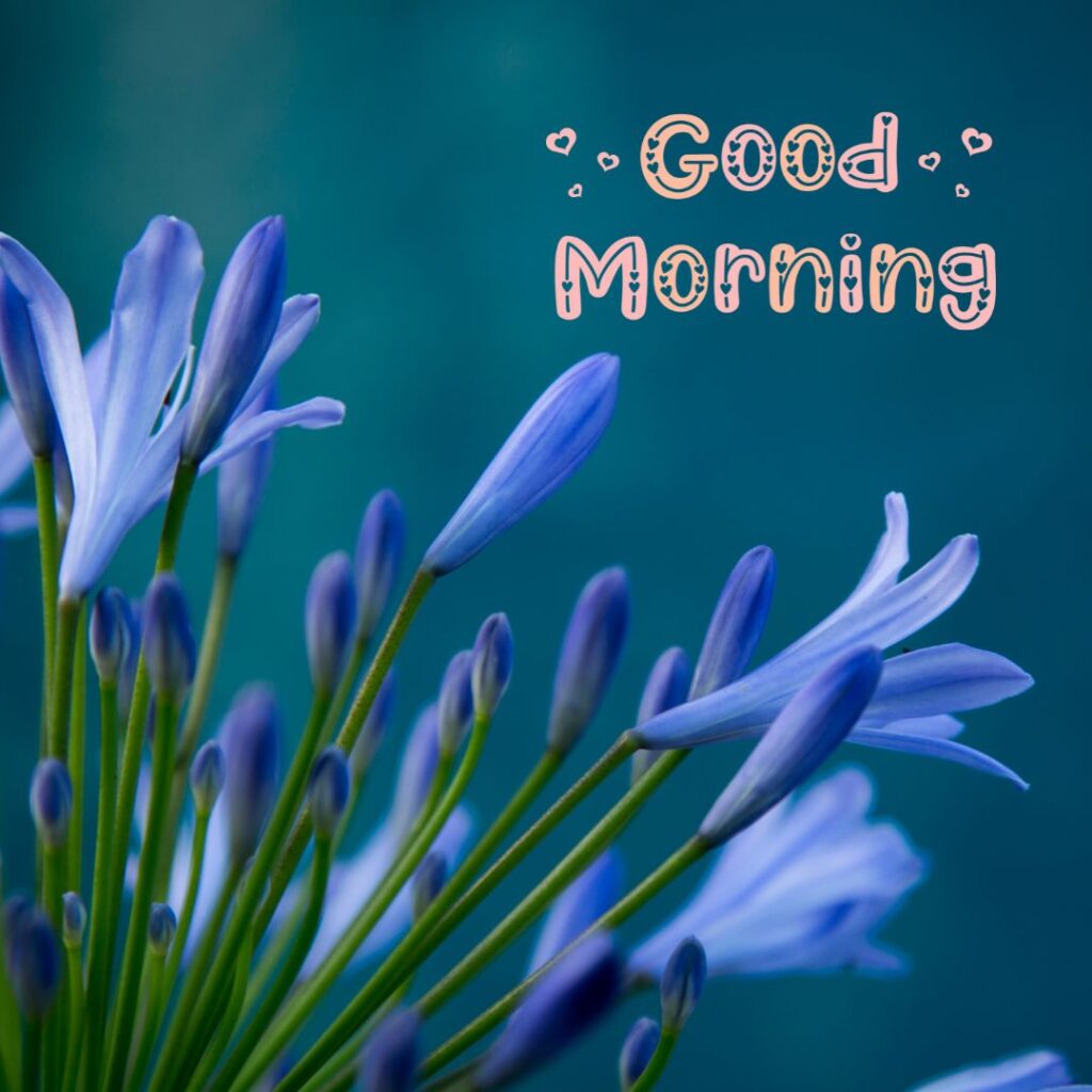 Good Morning Images new Hd