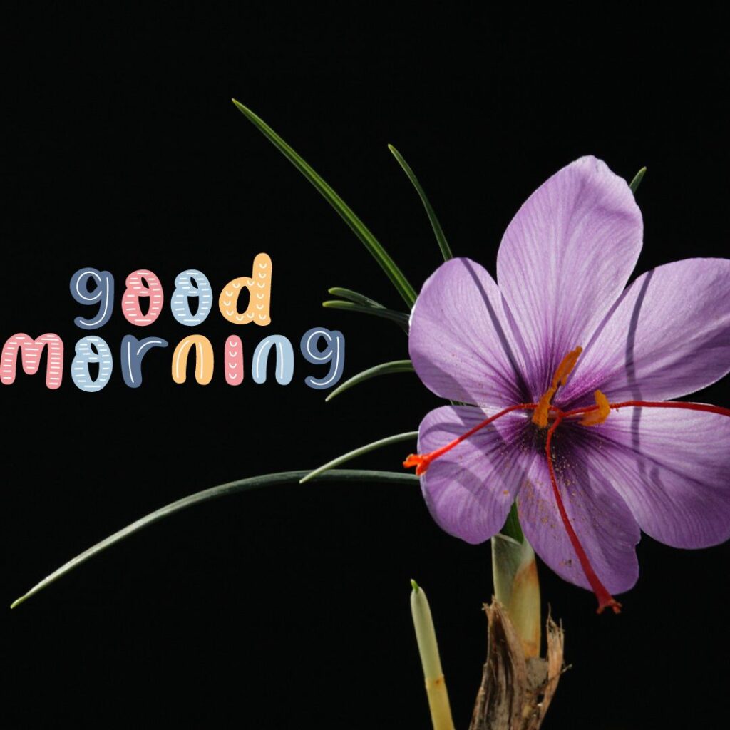 New Good Morning Images Hd