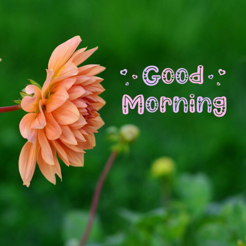 Good Morning Images Hd