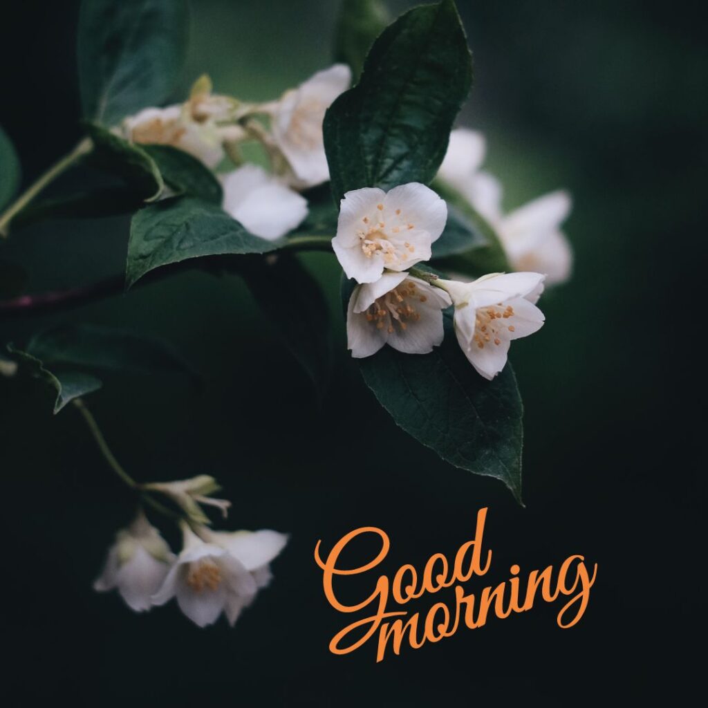 Good Morning Images Hd