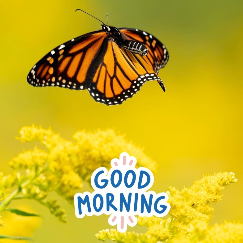 Good Morning Images Hd