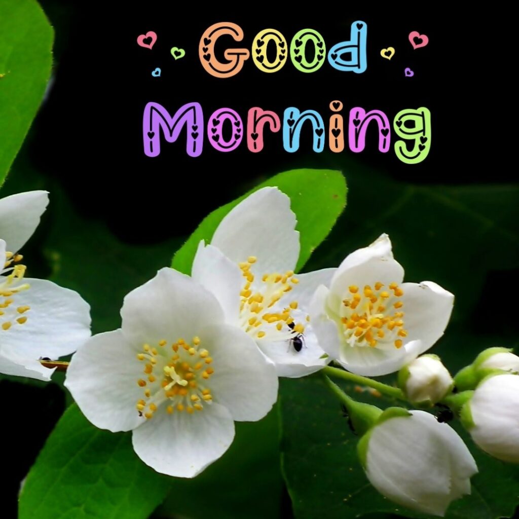 Good Morning Images Hd