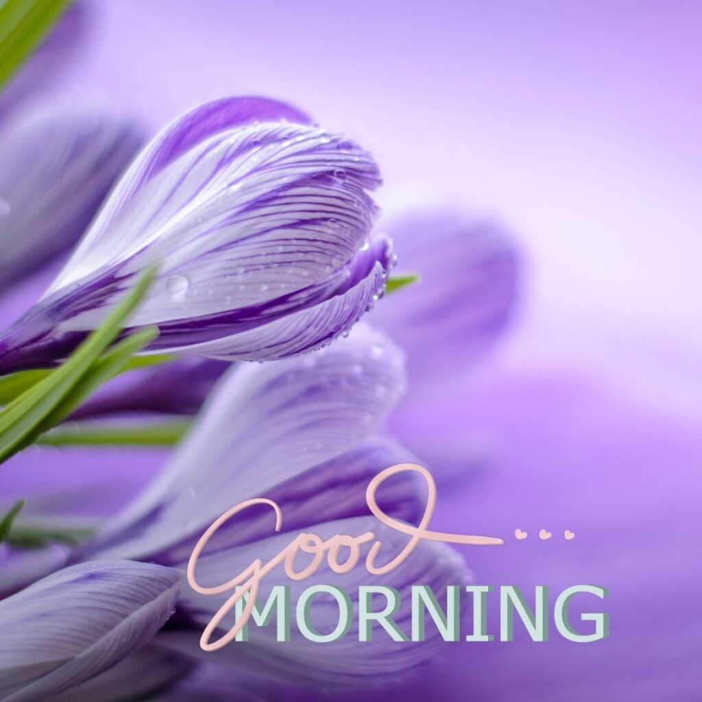 Good Morning Images Hd