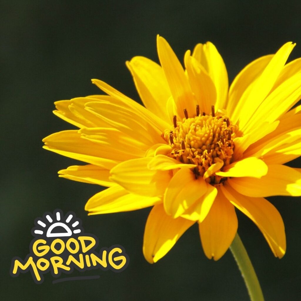 Good Morning Images Hd