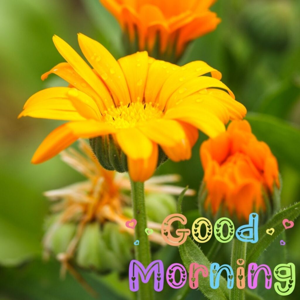 Good Morning Images Hd