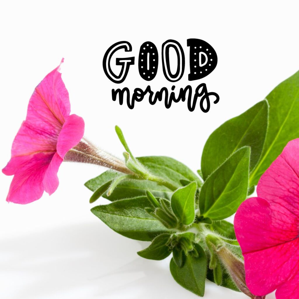 Good Morning Images Hd for mom