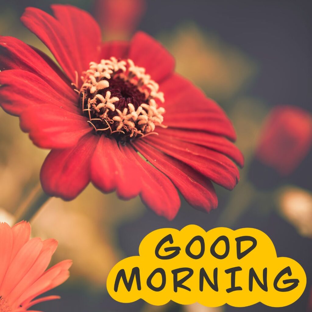 Good Morning Images Hd 4k