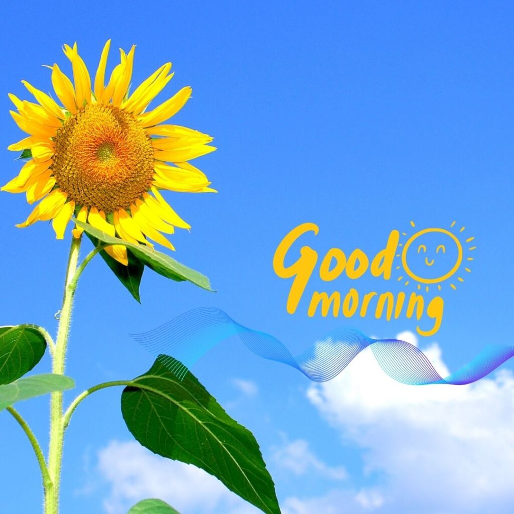 Good Morning Nature sunflower Image