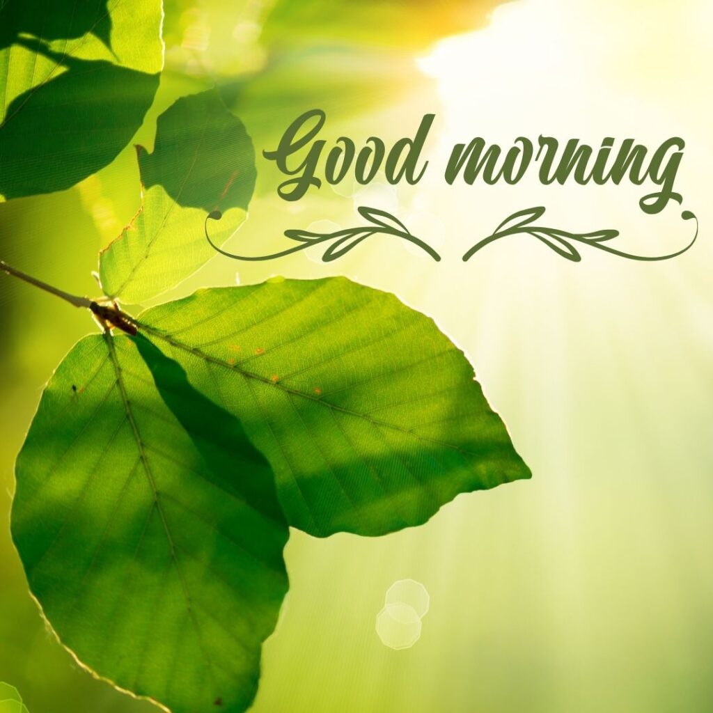 Good Morning Nature Image