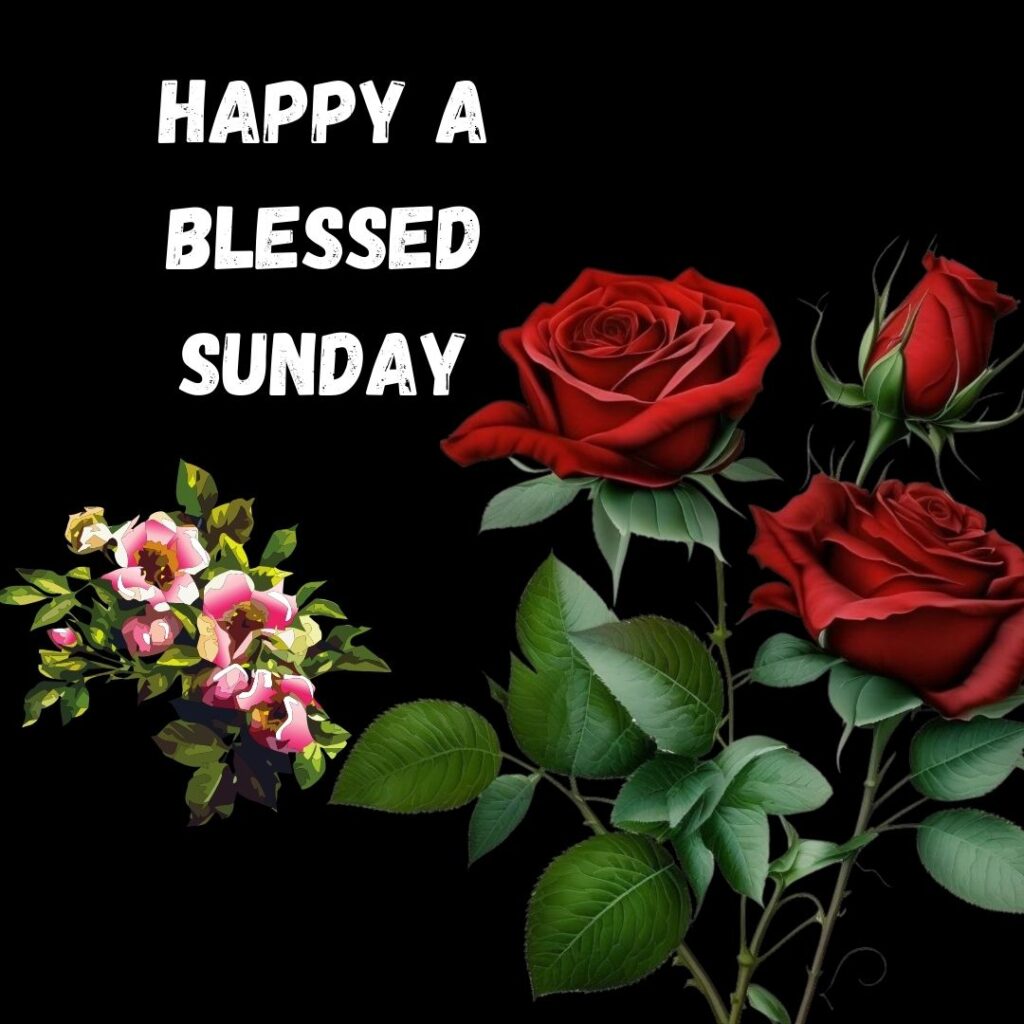 Good Morning Sunday Blessing Rose Images