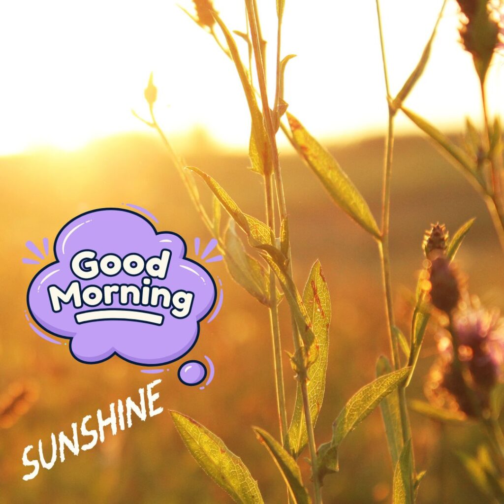 Good Morning Sunshine Images