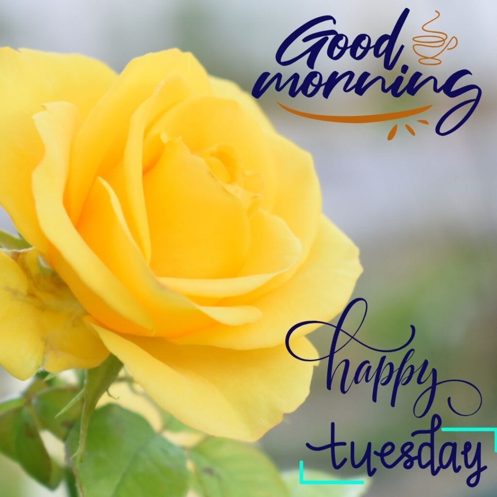 Morning Yellow rose for love Tuesday images