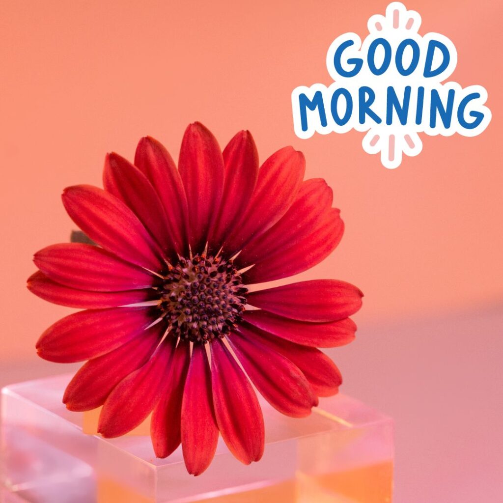 New Good Morning Images hd