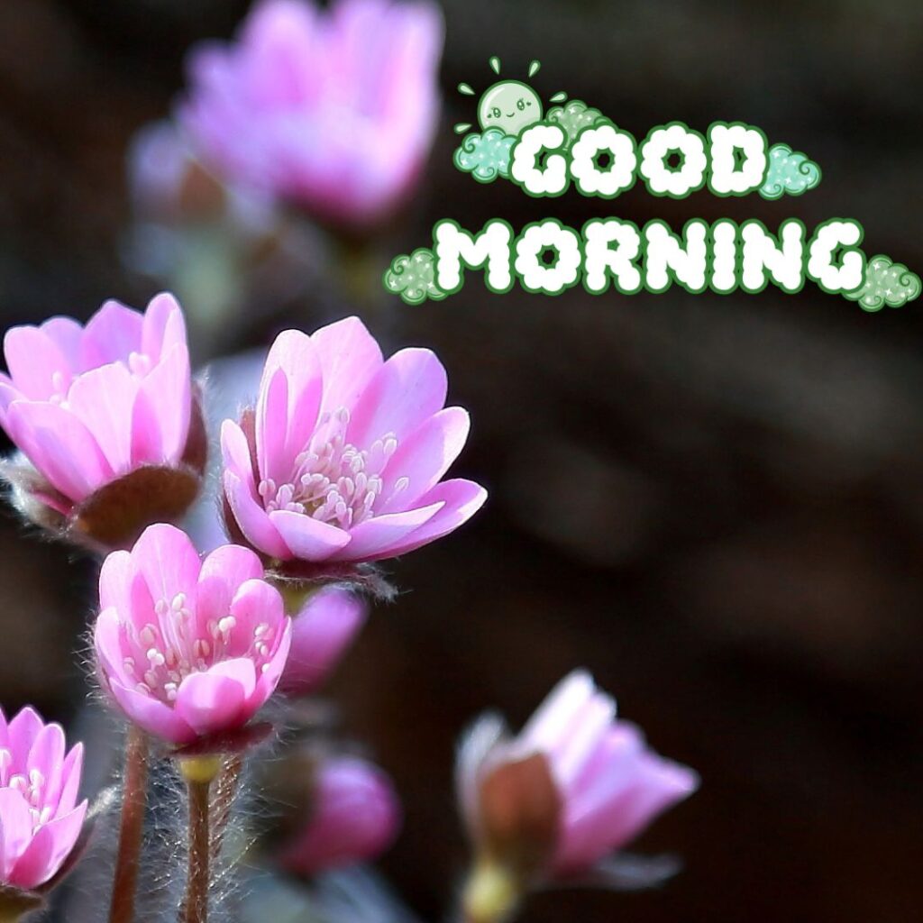 New Good Morning Images for her